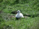 catlins (49)